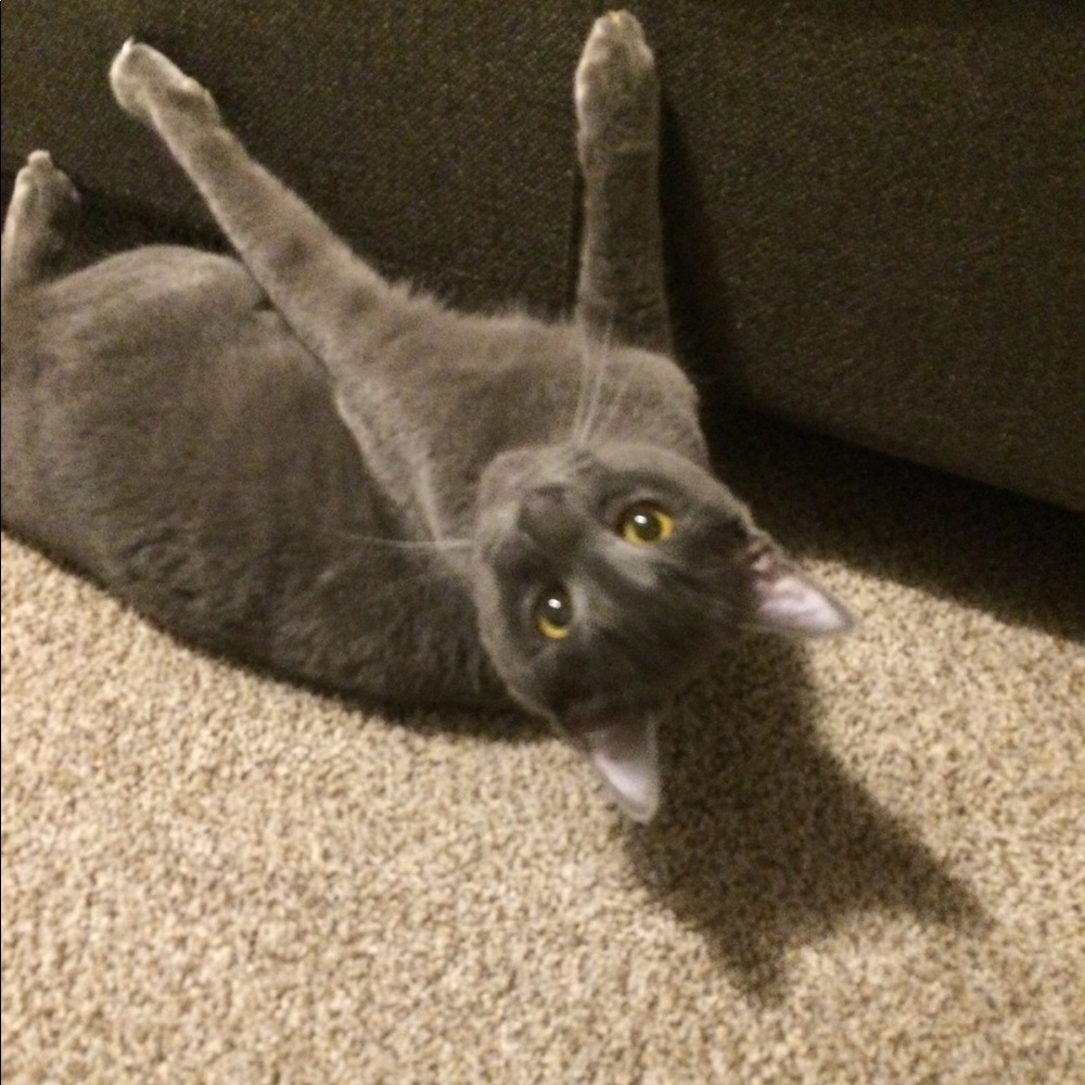 Meet your Posher, Shelby